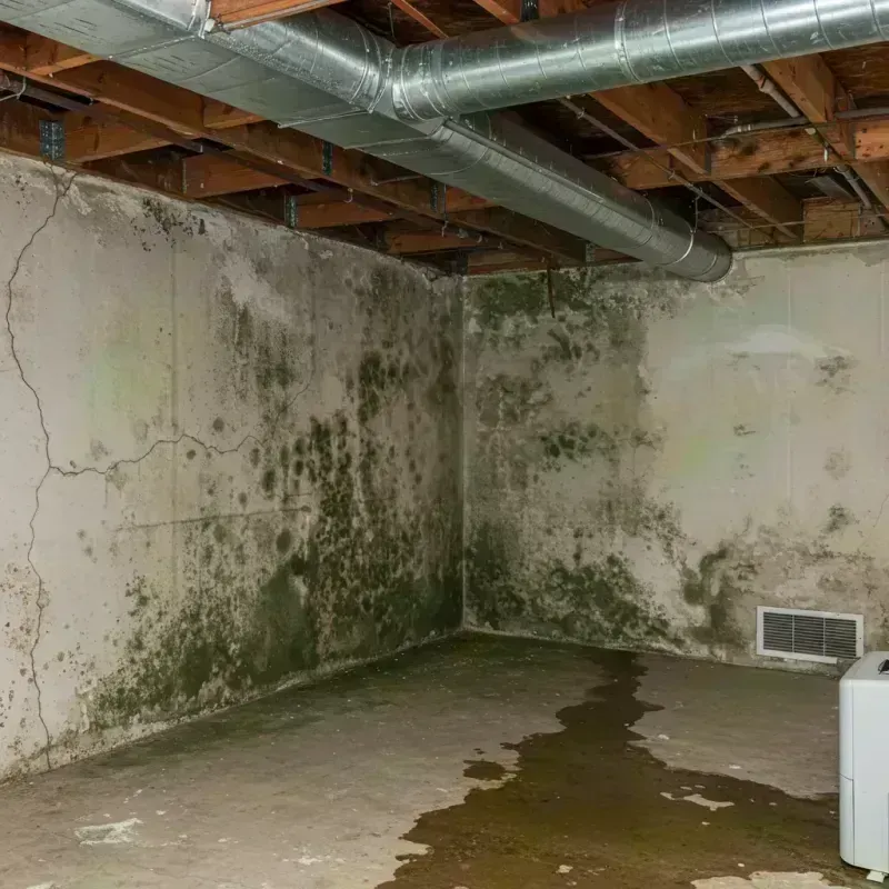 Professional Mold Removal in Berkley, MA